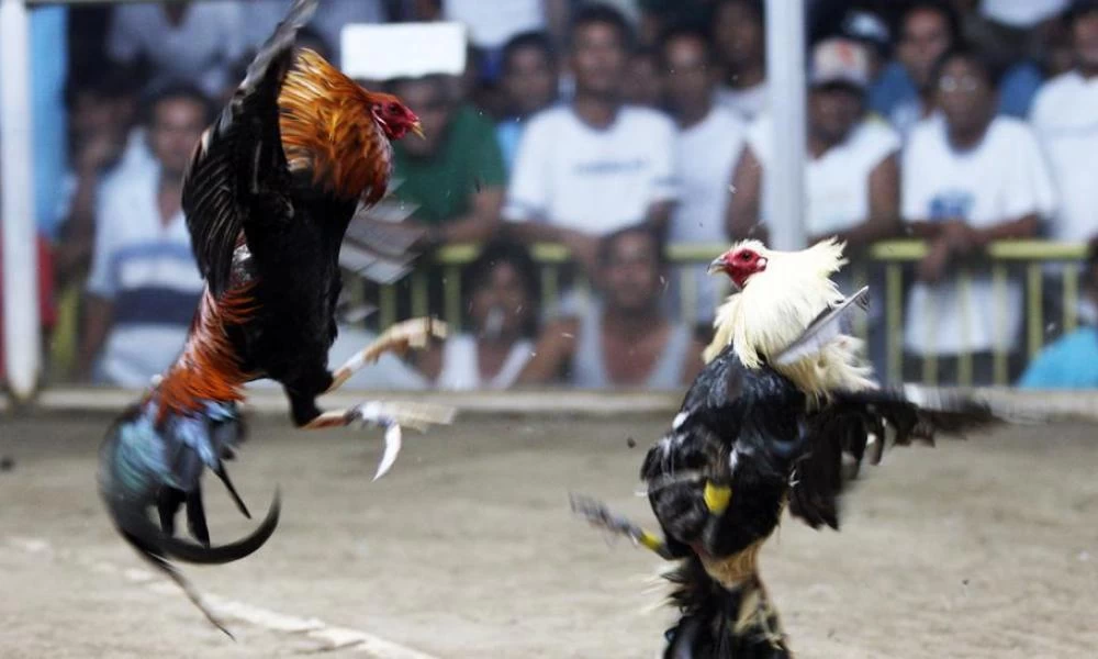 Συνέβη και αυτό: Κόκορας σκότωσε αστυνομικό στις Φιλιππίνες
